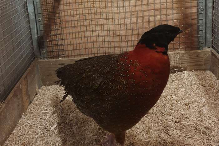 pauw fazant ---tragopaan