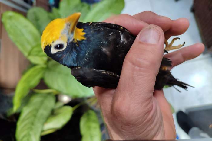 kroonmaina (ampeliceps coronatus)