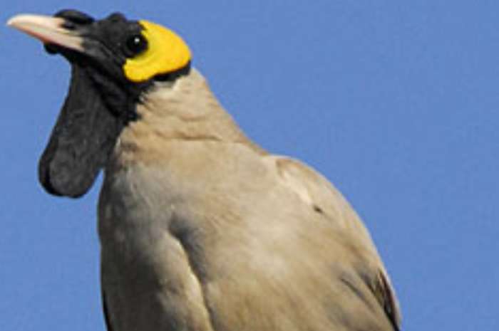 creatophora cinerea (lelspreeuw)