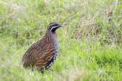 te koop madagaskar kwartel (parelkwartel) man uit buitenvoliere