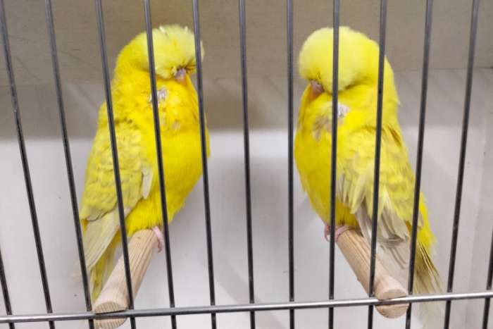 topkwaliteit engelse grasparkieten te koop