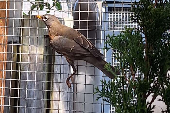 roodborstlijster pop