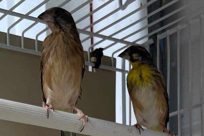 citroenborst edelzangers