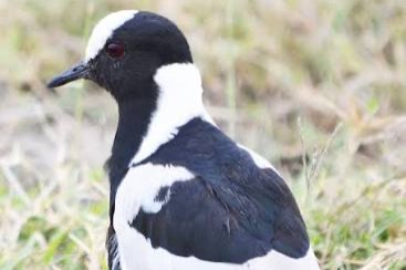 0-1 blacksmith kievit