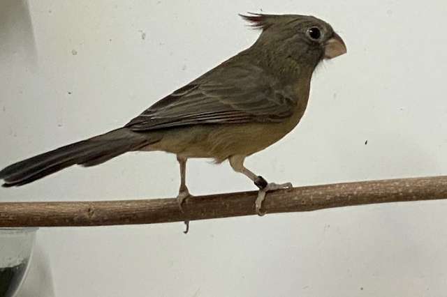 cadinalis sinuatus