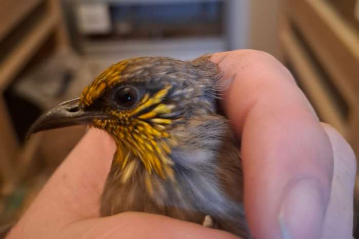 verschillende soorten buulbuuls