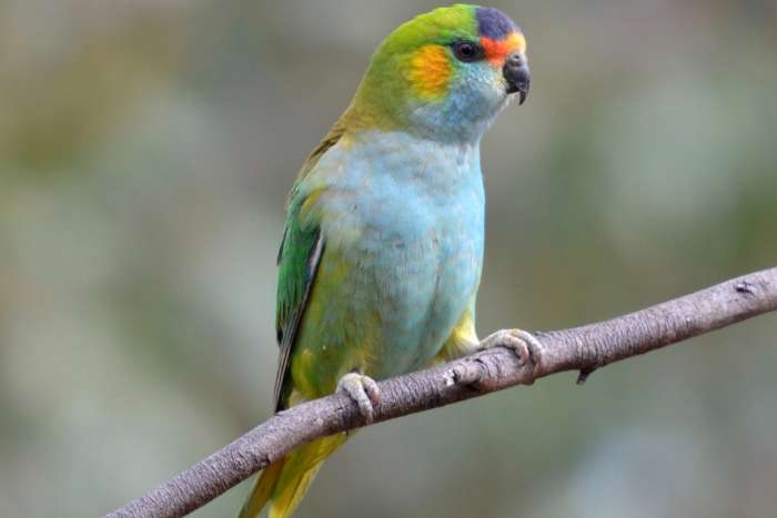 psitteuteles porphyrocephalus gezocht