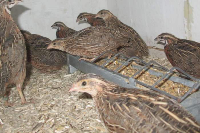 harlekijnkwartels