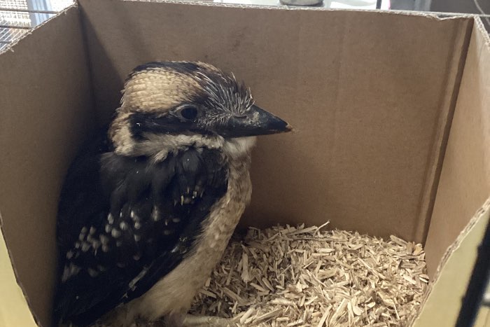 kookaburra