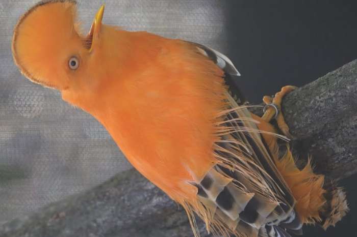 rupicola rupicola