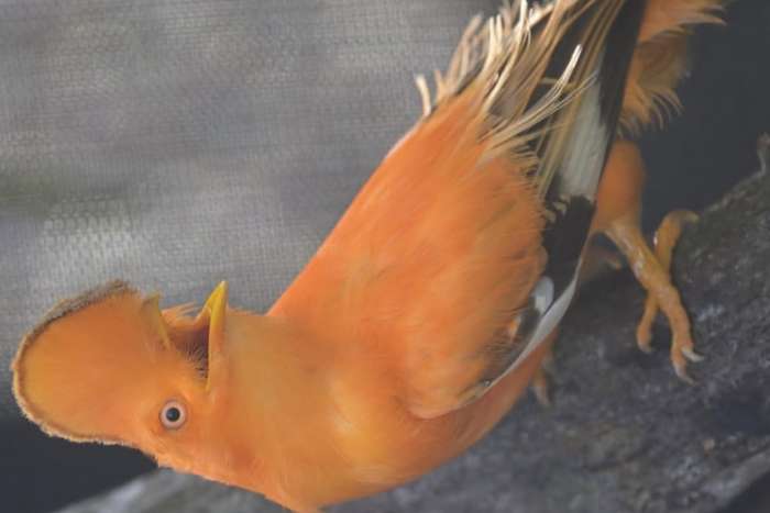 rupicola rupicola
