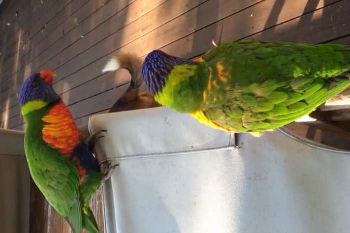 rainbow lorikeet