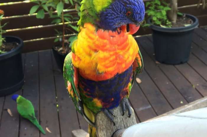 rainbow lorikeet