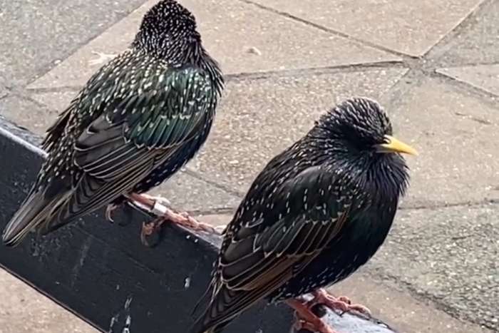 sturnus vulgaris