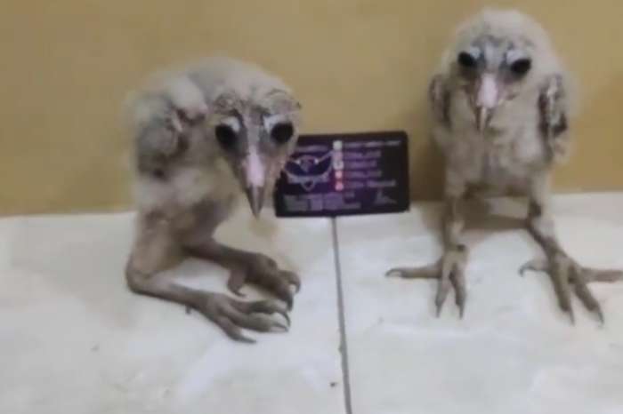 tyto alba