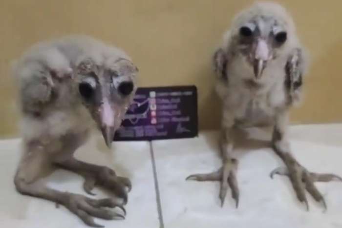 tyto alba