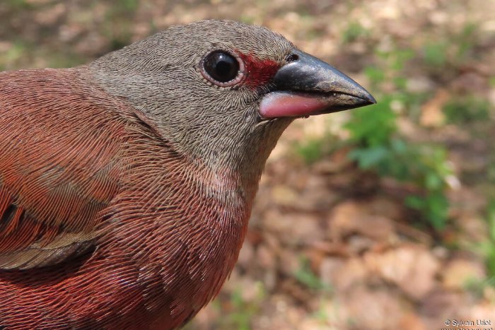lagonosticta rara