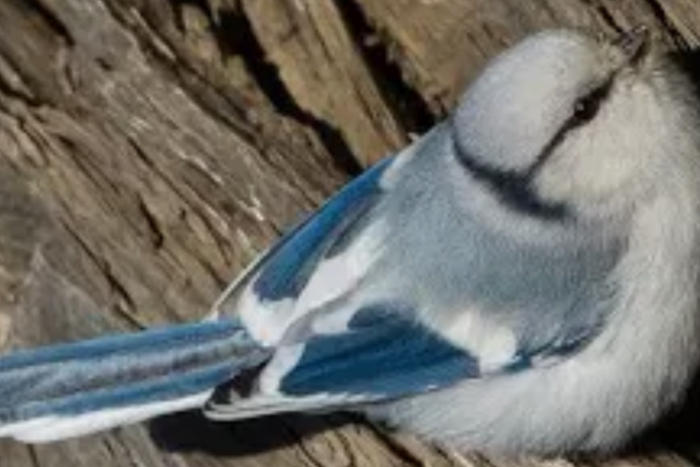 azuurmees