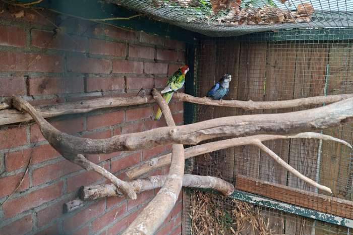 rosella