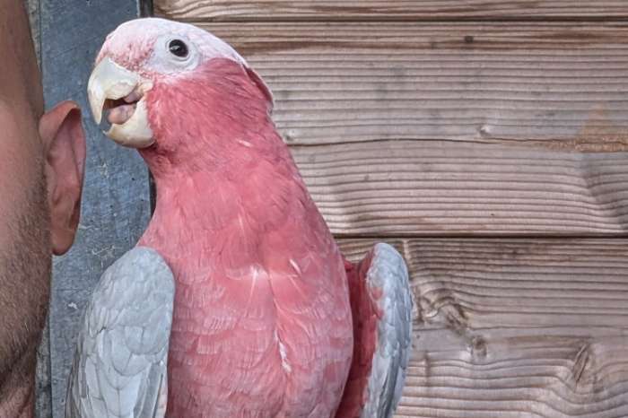 rose kaketoe man 4 jaar zoekt nieuw thuis.