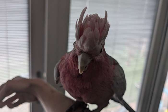 rose kaketoe man 4 jaar zoekt nieuw thuis.