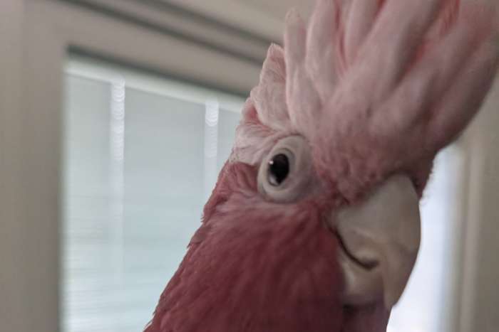 rose kaketoe man 4 jaar zoekt nieuw thuis.