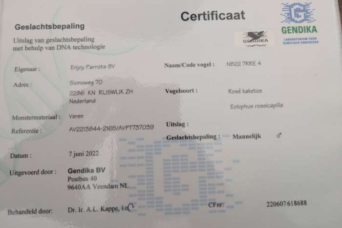 rose kaketoe man 4 jaar zoekt nieuw thuis.