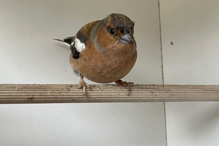 te koop boek vink man