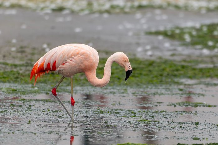 2-3 chileense flamingo (phoenicopterus chilensis)