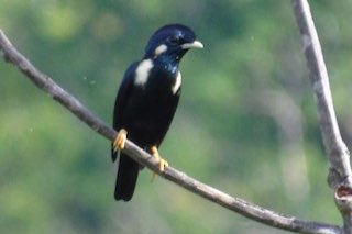 3-2 sulawesi koningsspreeuw (basilornis celebensis)