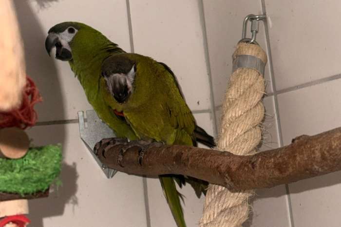 koppel ara nobilis