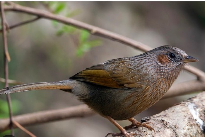 1-1  garrulax lineatus