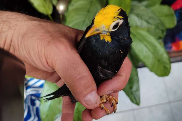 kroonmaina (ampeliceps coronatus)