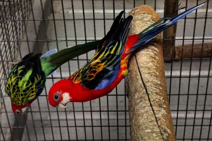 platycercus eximius