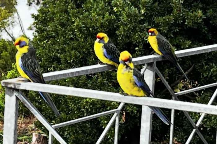 platycercus caledonicus