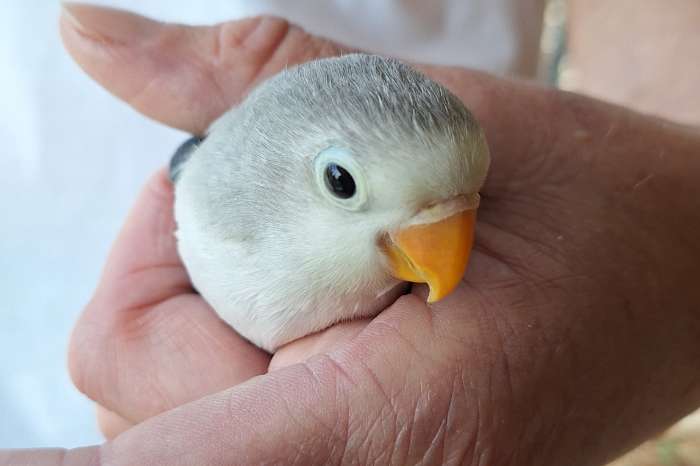 jonge agapornis fischerie - man