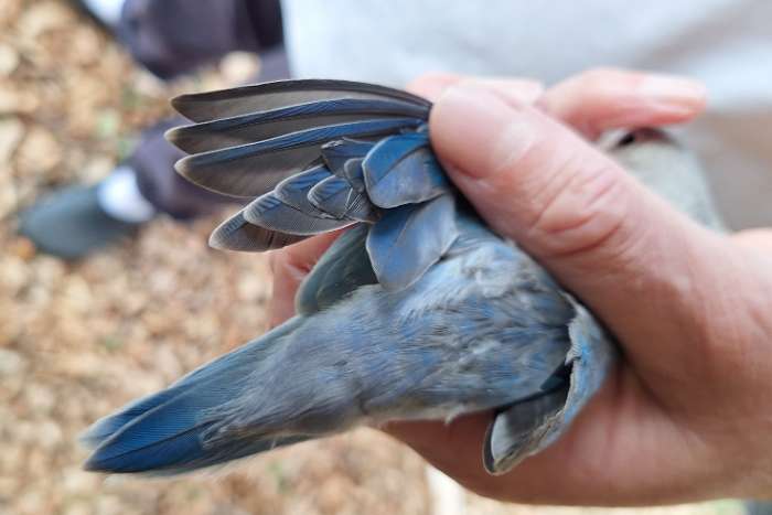 jonge agapornis fischerie - man