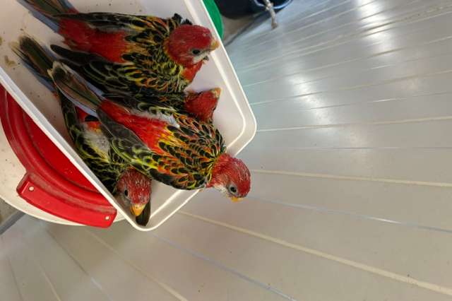 rode rosella
