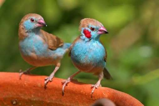 roodwang blauwfazant pop/poppen