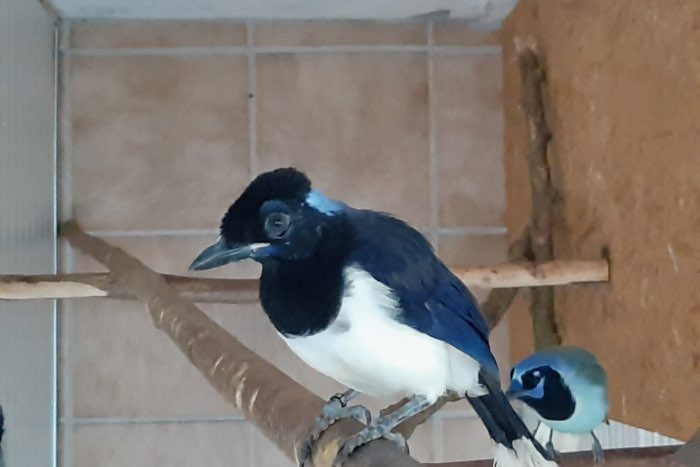 pluishcapgaai