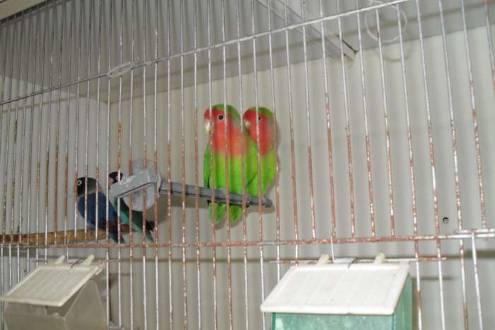 turguoisine/bourks parkietjes / 17 mei op beurs heiloo