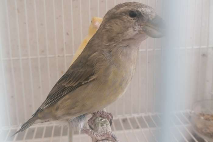 grote kruisbek poppen
