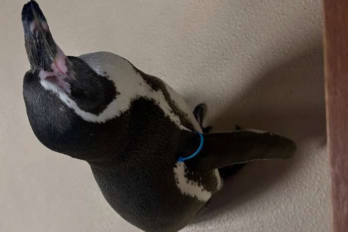 humboldt penguin