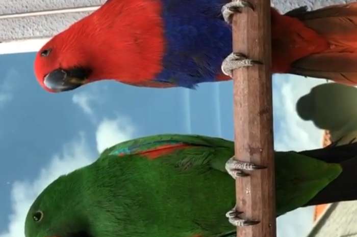 eclectus roratus vogels