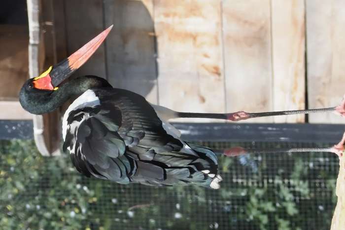 ephippiorhynchus senegalensis