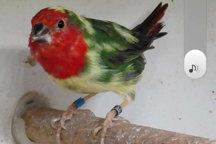 koppel bonte roodkop papagaaiamadines