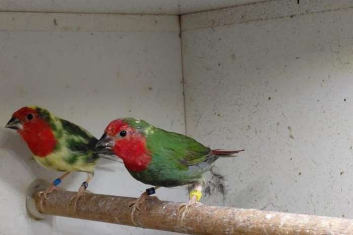 koppel bonte roodkop papagaaiamadines