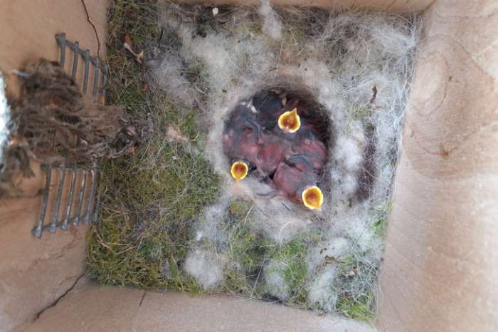 nestkasten allerlei
