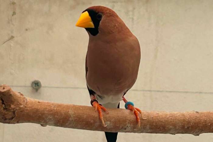 masker amadine mannen