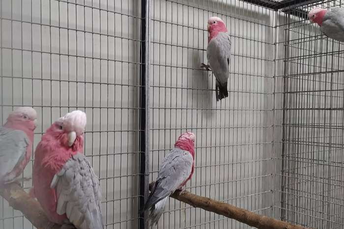 roze borstkaketoe galah